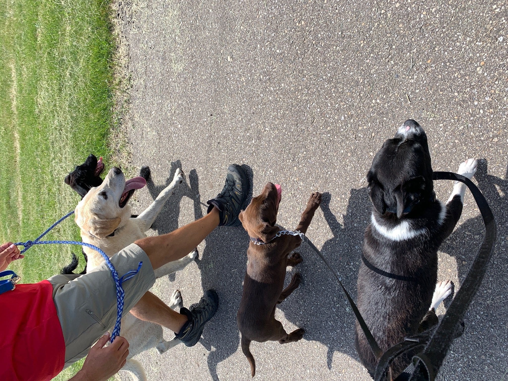 How Often Should You Walk Your Dog? 4 Tips – Unleashed Dog Co.
